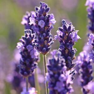 Kuvassa laventelin kukat, joista laventeli eteerinen öljy valmistetaan